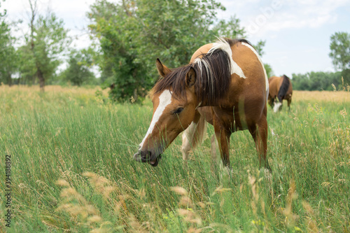 Horse with reddish white spots grazes in the meadow