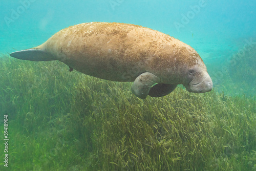 Giant manatee swimming over eel grass in clear blue water of river