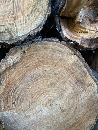 cut of tree