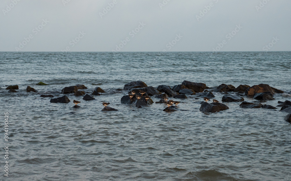 Naklejka premium Group of turnstone birds on rocks along the shore