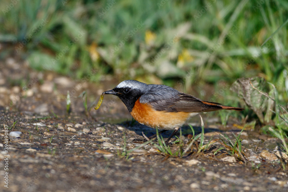 Gartenrotschwanz (Phoenicurus phoenicurus) Männchen Gartenrotschwanz (Phoenicurus phoenicurus) Männchen