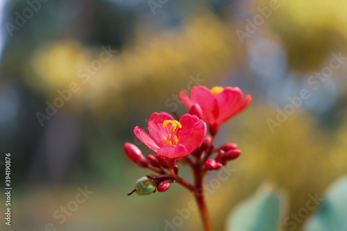 close up of pink flower © Harsha I Stock