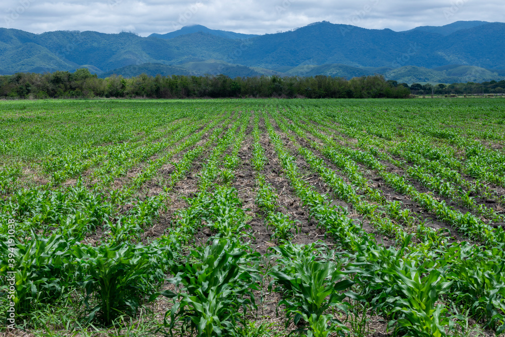 corn plantation overlooking the mantiqueira mountains