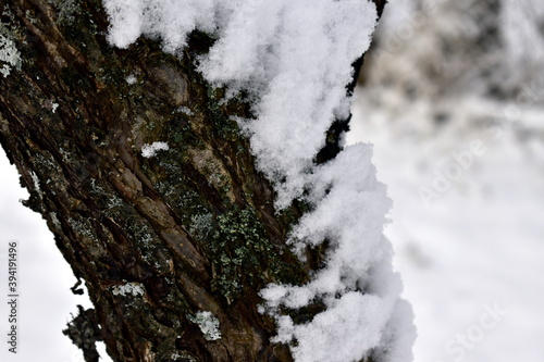 Wallpaper Mural snow stuck to the trunk of the apple tree Torontodigital.ca