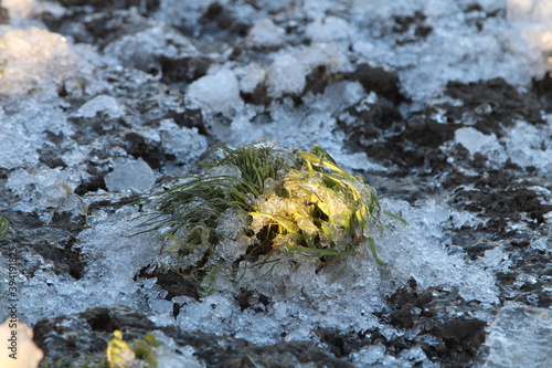 an ice-bound patch of green grass