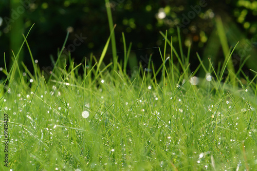 Fresh green thin grass blades with dew drops, abstract nature background close-up, selective focus