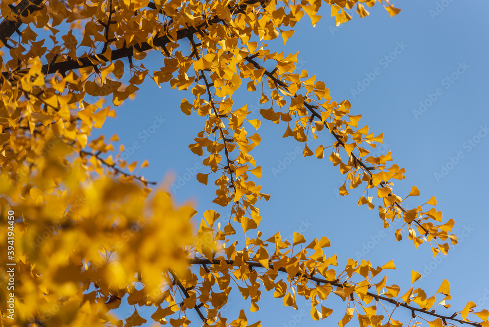ginko biloba yellow leaves and blue sky ginko biloba yellow leaves and blue sky