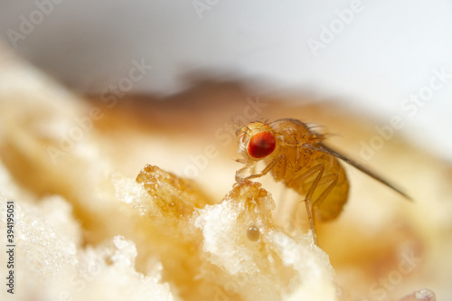 Super macro shot tiny fruit fly on the top of a banana