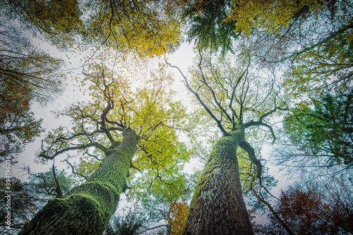 autumn trees