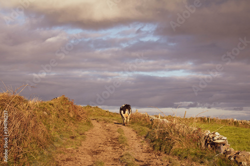 Last cow i the field coming up the dirt road. West cork Farm