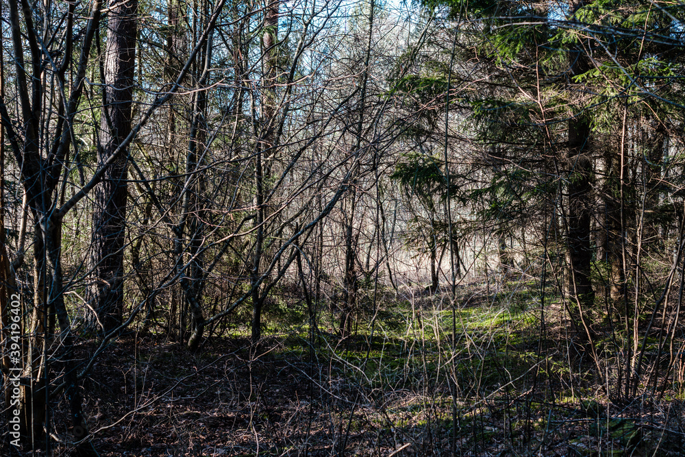 Fototapeta premium forest bushes in spring sunny day without leaves