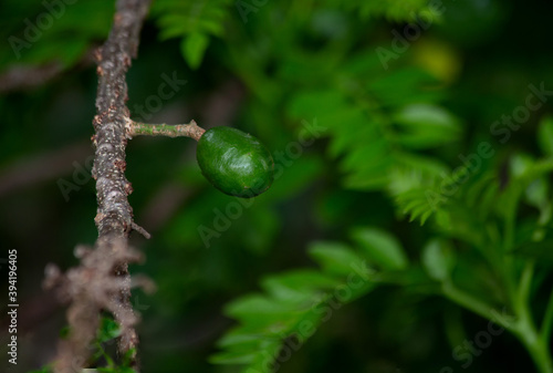 A fruit growing in the tree. Spondias purpurea fruits is commonly known as jocote, Siriguela or Ciriguela or Ciruela (plum) and Purple mombin. Cerrado. Brazilian Savannah. Gastronomy.