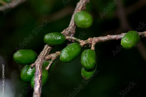 Fruits growing in the tree. Spondias purpurea fruits is commonly known as jocote, Siriguela or Ciriguela or Ciruela (plum) and Purple mombin. Cerrado. Brazilian Savannah. Gastronomy. photo