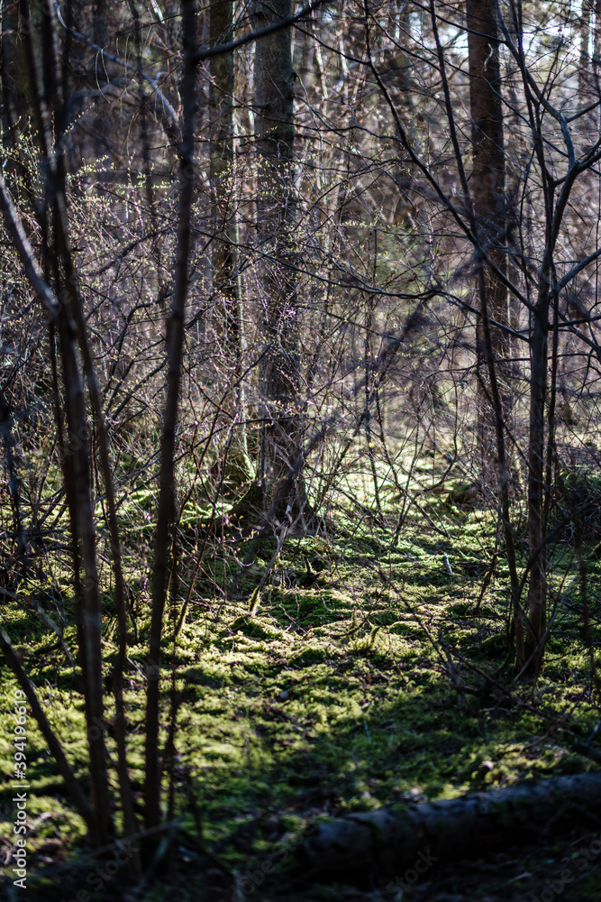 forest bushes in spring sunny day without leaves forest bushes in spring sunny day without leaves