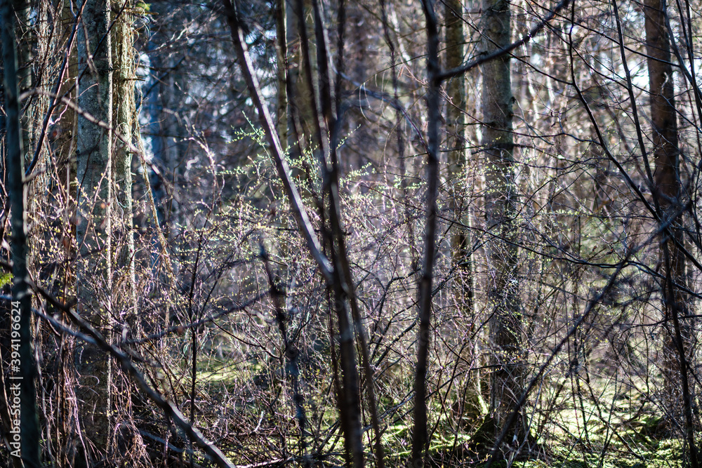 Obraz premium forest bushes in spring sunny day without leaves