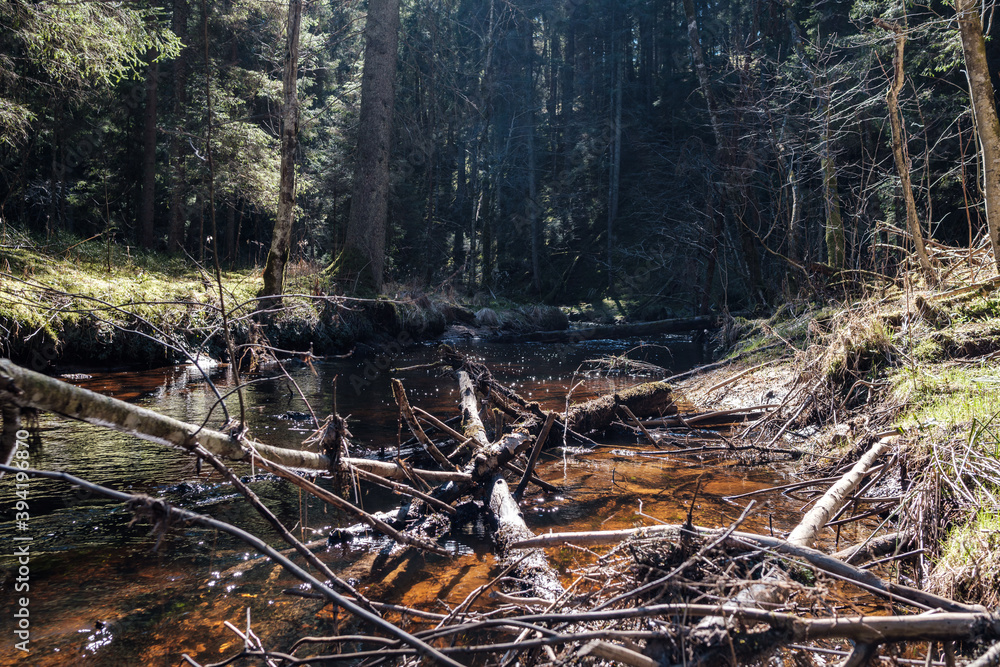 high water spring rinver in woods with brown water and old wooden logs in stream