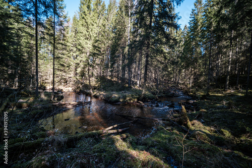 high water spring rinver in woods with brown water and old wooden logs in stream