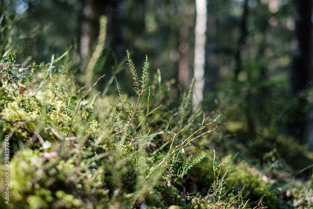 forest moss in sunny day with blur background