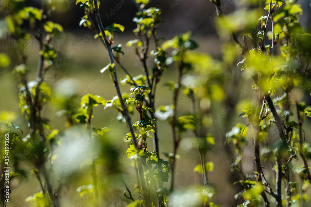 fresh spring leaves on bushes and trees with blooming flowers fresh spring leaves on bushes and trees with blooming flowers