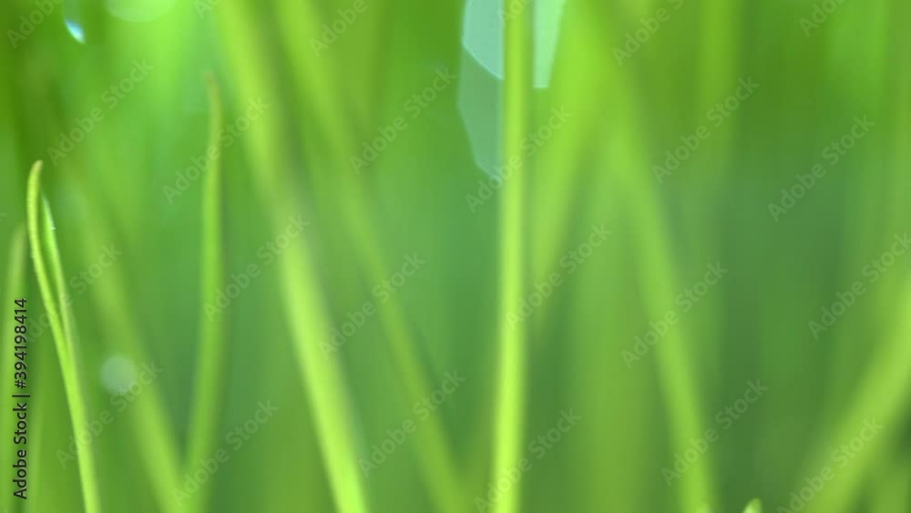 Fresh green grass with dew drops clips, dew drops on green grass footage, rain drops on green grass video. Сloseup rotation Fresh green grass with dew drops clips, dew drops on green grass footage, rain drops on green grass video. Сloseup rotation