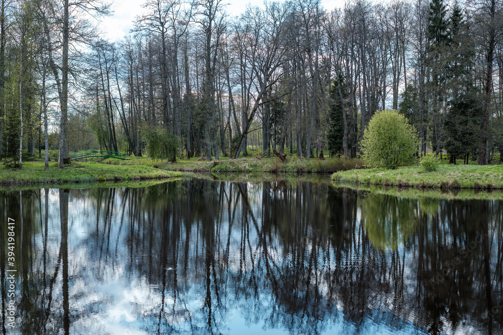 Obraz premium blue sky reflections in clear water pond with spring trees and mirror water