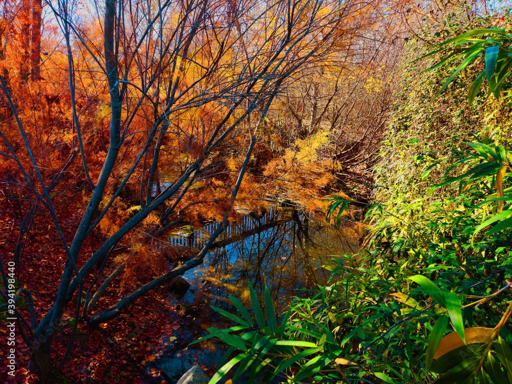 autumn in the forest