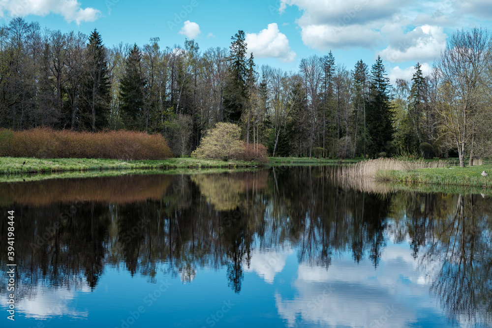 Obraz premium blue sky reflections in clear water pond with spring trees and mirror water