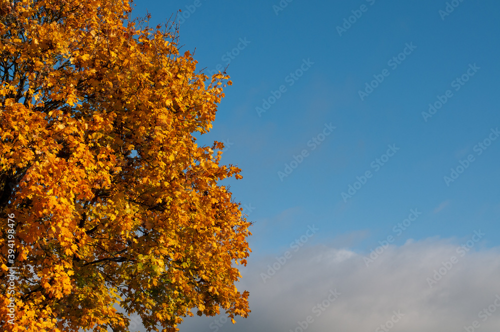 Fototapeta premium colorful leaves of a maple tree in sunlight