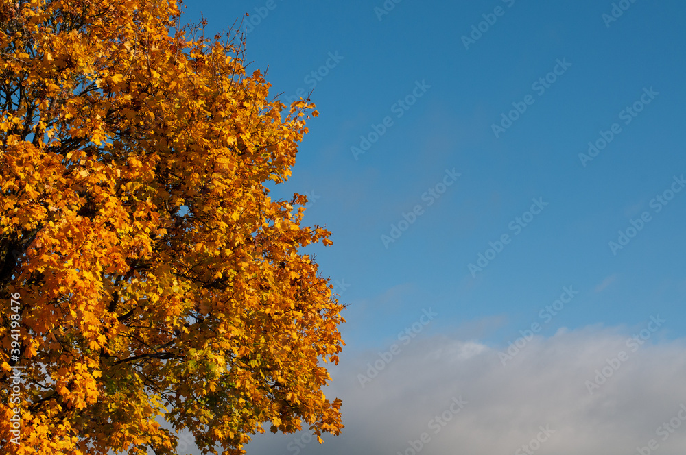 colorful leaves of a maple tree in sunlight