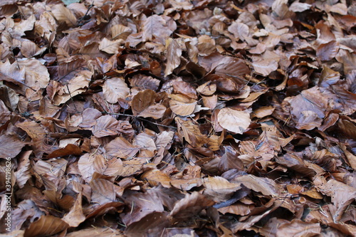 tapis de feuilles mortes, marron, brunes dans la foret 