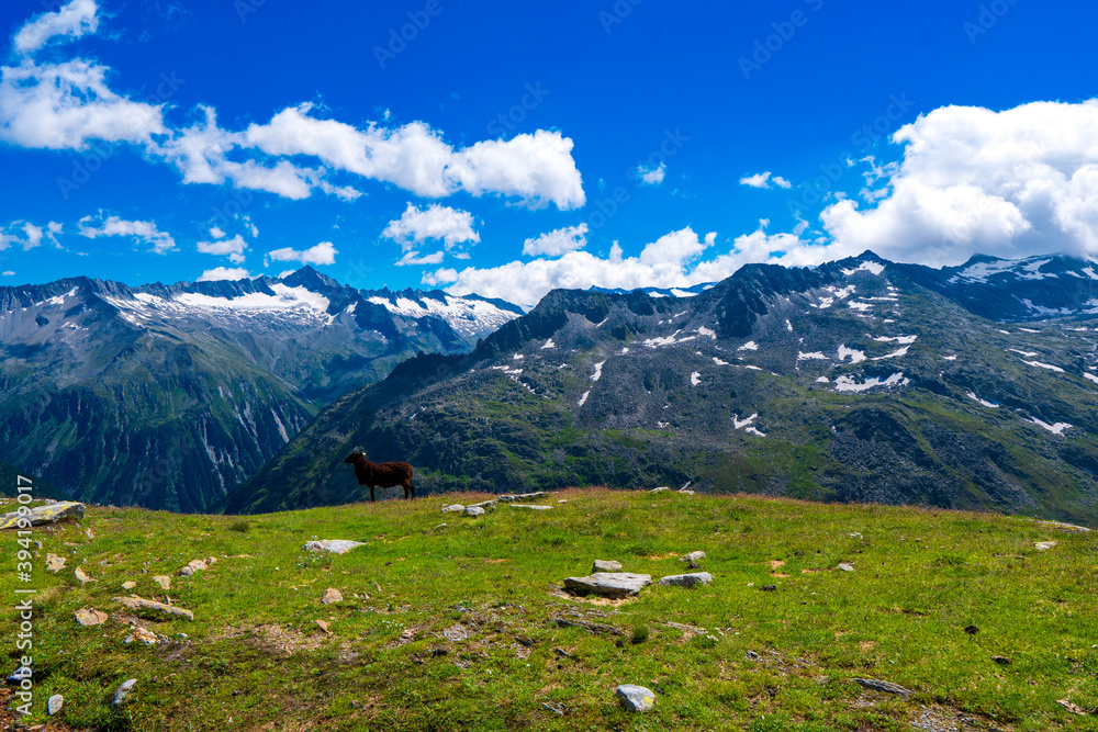 Flock of goats in Hohe Tauern in Austria. Schobergruppe, Debanttal, Austrian Alps, Europe