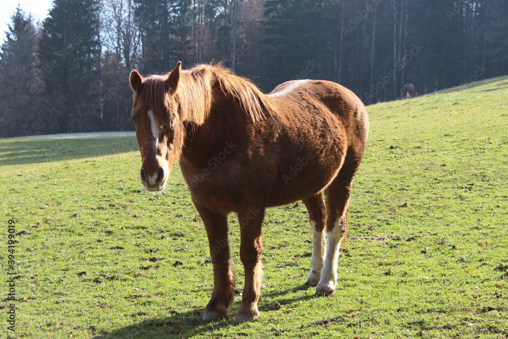 Fototapeta premium jeune cheval marron et blanc, liste, crinière marron, au pré 