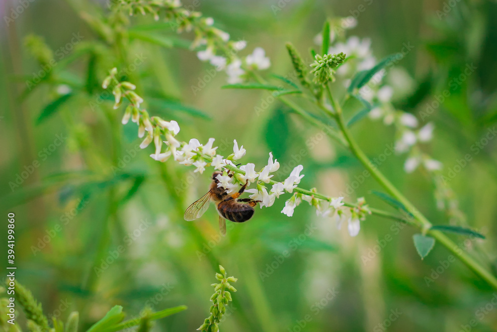 Melilotus albus, honey clover, white melilot, Bokhara clover, white clover with a Bee blooming in the meadow. Meadow flowers Close up. Melilotus albus, honey clover, white melilot, Bokhara clover, white clover with a Bee blooming in the meadow. Meadow flowers Close up.