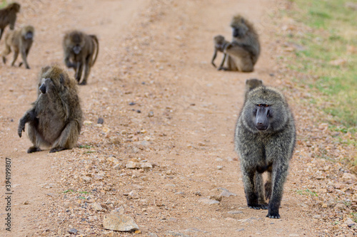 Baboons walking on road in Africa  © pop_gino