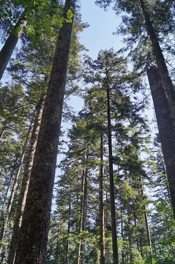 Fir trees in the forest of Vallombrosa, Tuscany, Italy