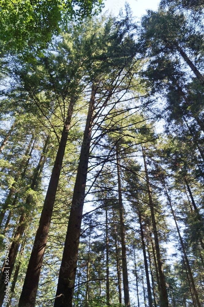 Fir trees in the forest of Vallombrosa, Tuscany, Italy Fir trees in the forest of Vallombrosa, Tuscany, Italy