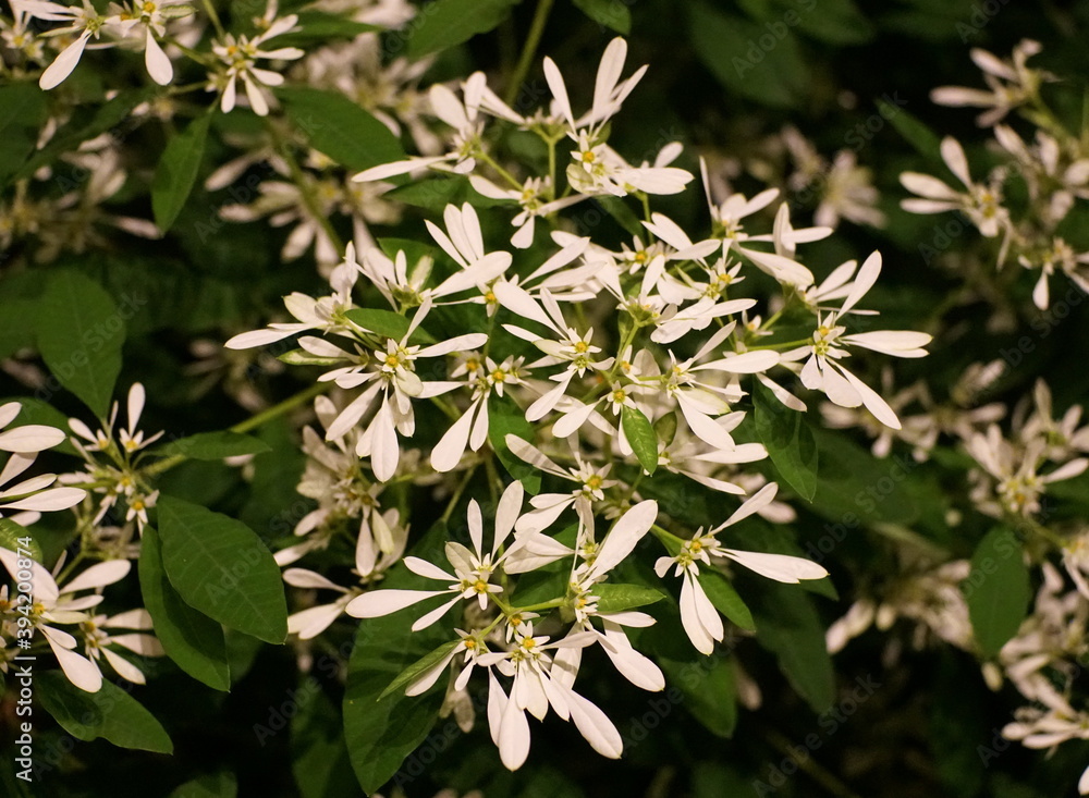 Close up of the white Pascuita flowers, a plant from a spurge family Close up of the white Pascuita flowers, a plant from a spurge family