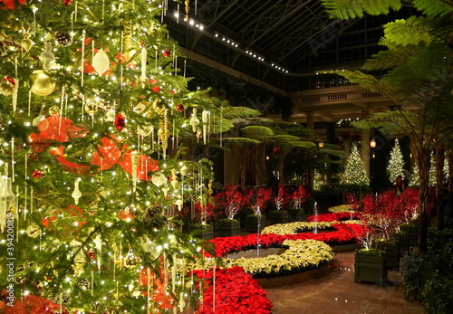 Beautiful Christmas tree inside a garden with fountain decorated with red and white poinsettia plants
