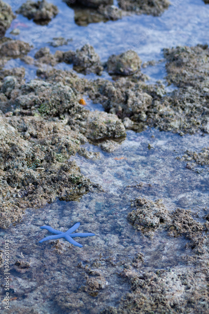 starfish, water and rocks in Dili Timor Leste