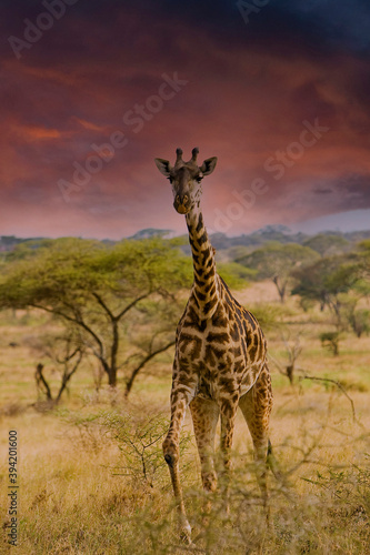 giraffe in the savannah