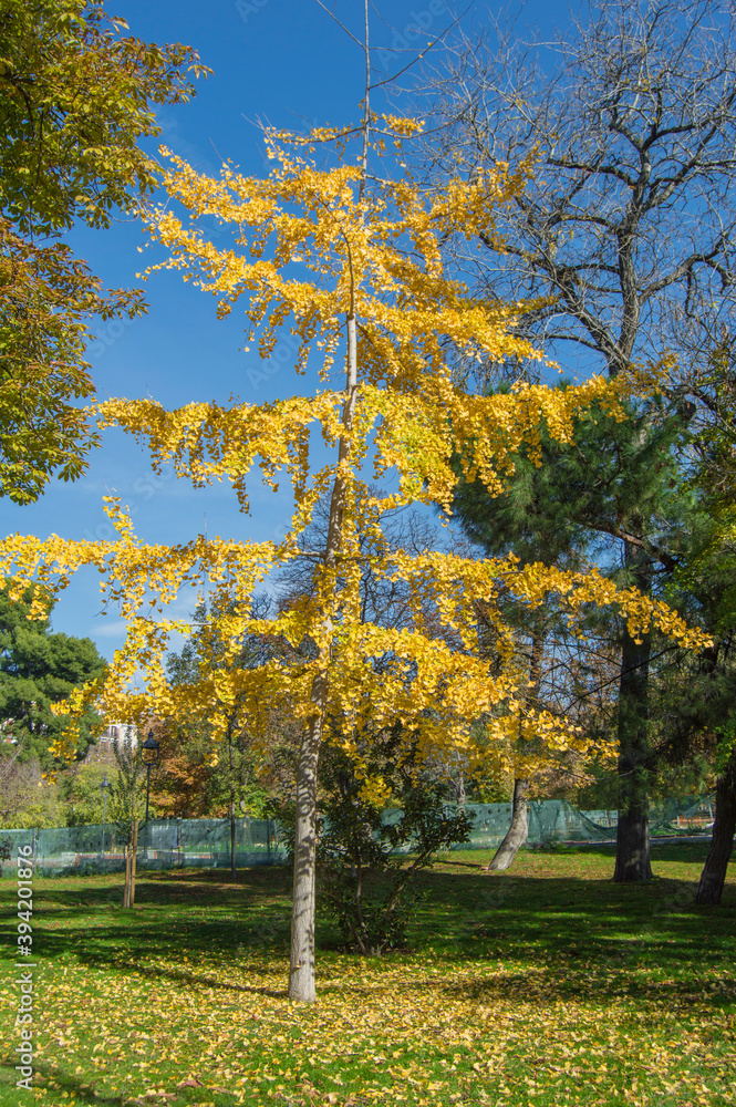 a specimen of ginkgo biloba with yellow leaves, isolated in the Retiro park in Madrid. Spain