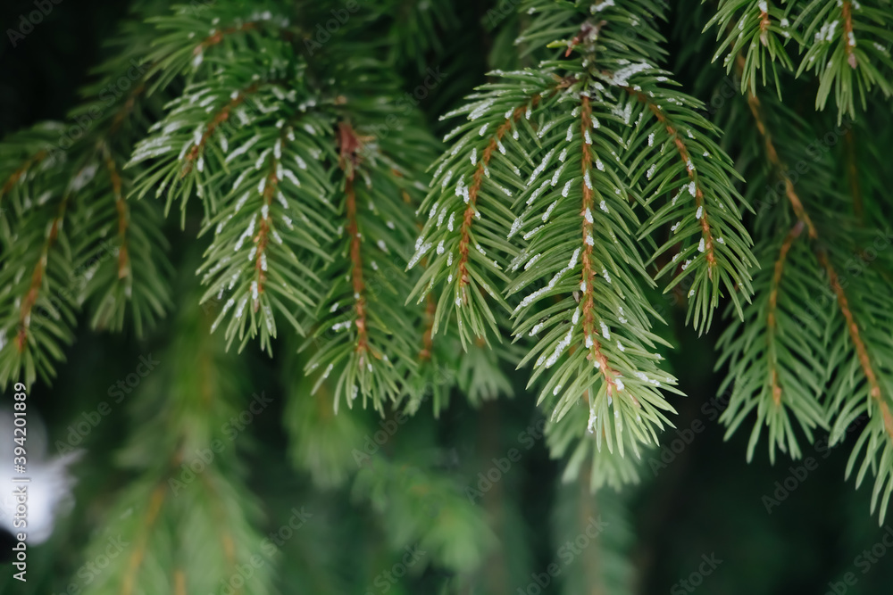 Fir branches covered with hoarfrost Fir branches covered with hoarfrost