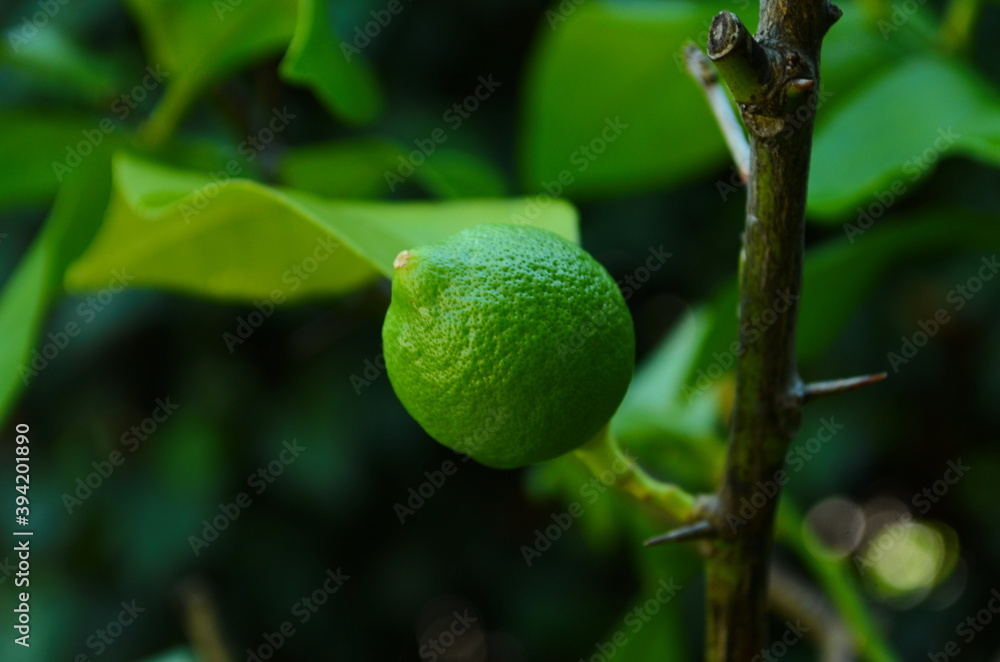 Green lemon on the tree blurred green background, an excellent source of vitamin C. blurred green lime on the tree.