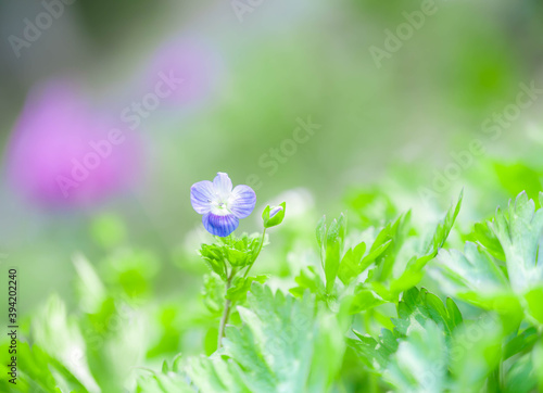 オオイヌノフグリの花