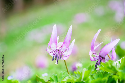 Fototapeta Naklejka Na Ścianę i Meble -  山のカタクリの花