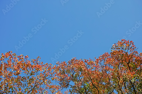 青空背景の下半分にナンキンハゼの美しく紅葉した枝葉