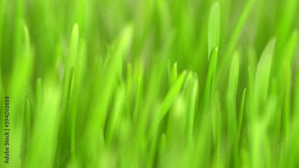 Fresh green grass with dew drops clips, dew drops on green grass footage, rain drops on green grass video. Сloseup rotation Fresh green grass with dew drops clips, dew drops on green grass footage, rain drops on green grass video. Сloseup rotation