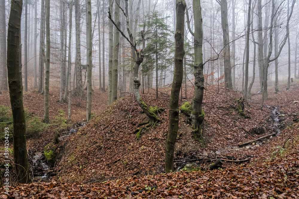 Autumn scene in misty forest, Little Fatra, Slovakia Autumn scene in misty forest, Little Fatra, Slovakia