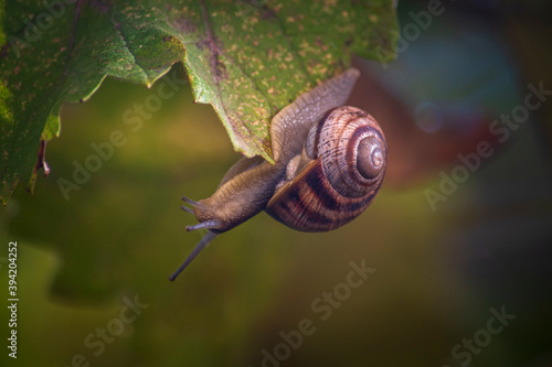 The snail crawls upside down on the grape leaf. Close-up. Blurred background.