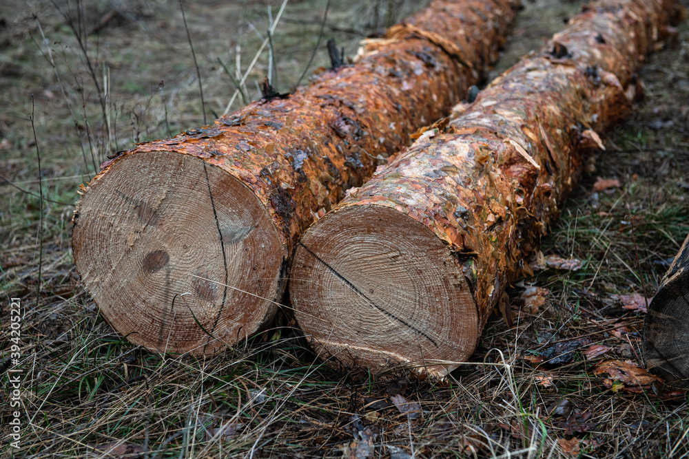 Sawn pine trees in spring forest ecology deforestation